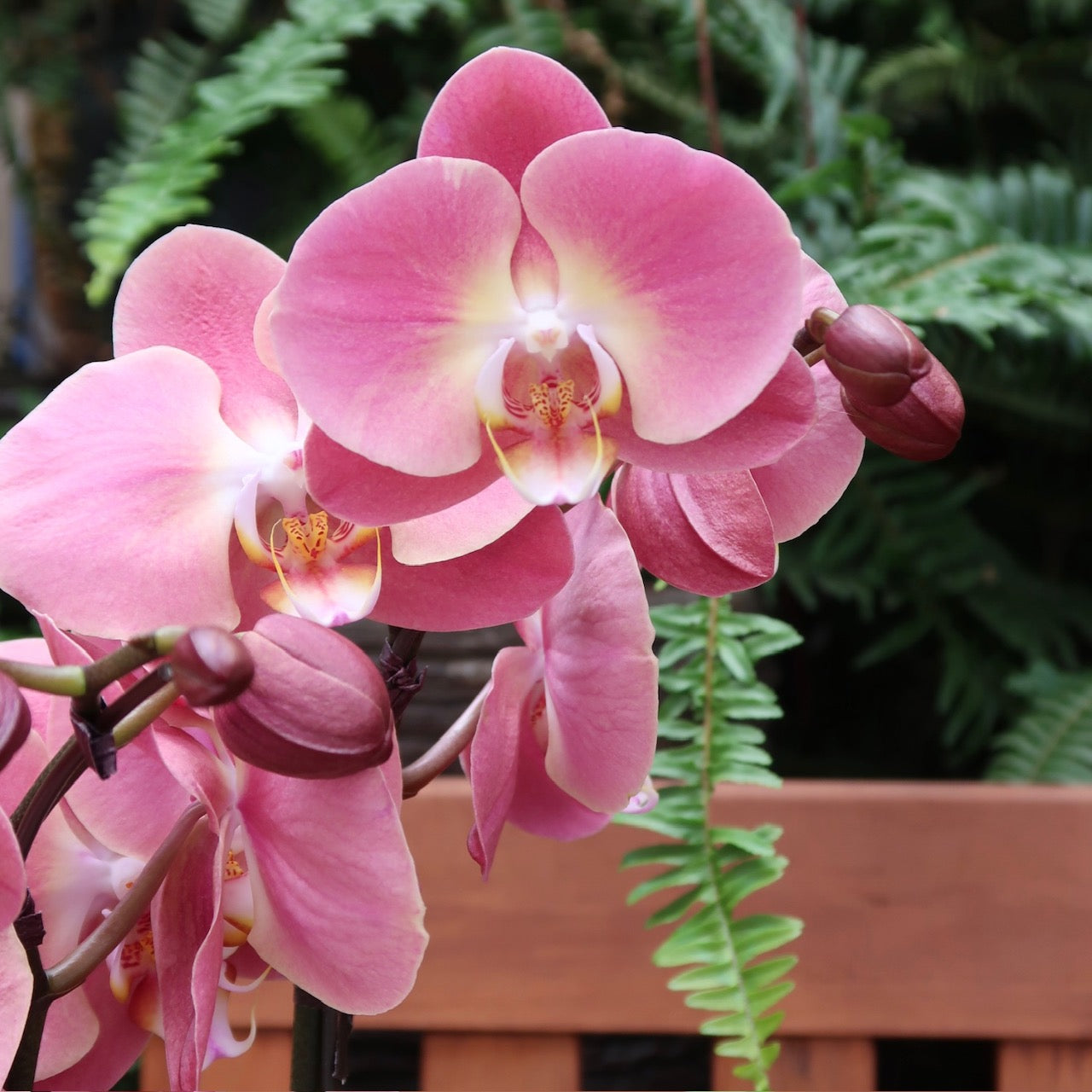 Dish gardens + Orchids