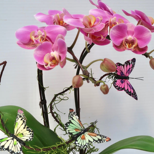 Butterfly Orchid