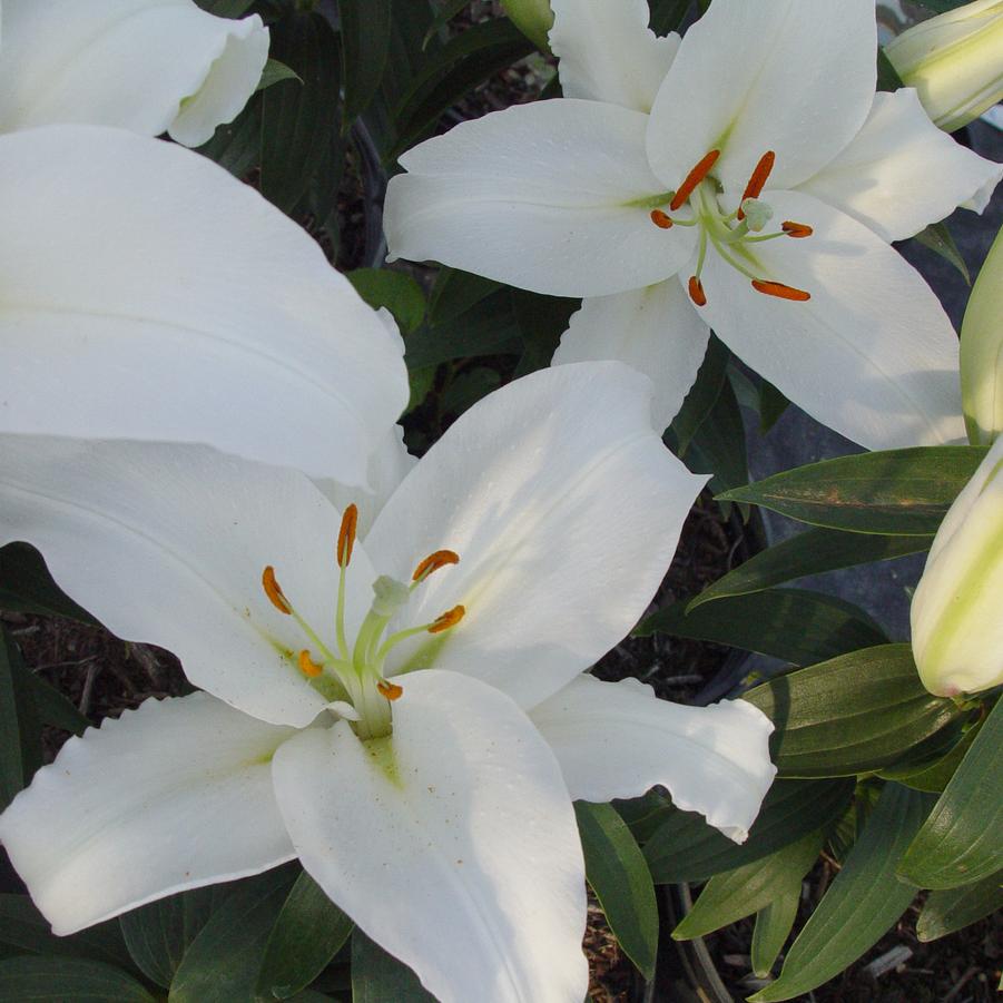 Oriental Lily Bunches