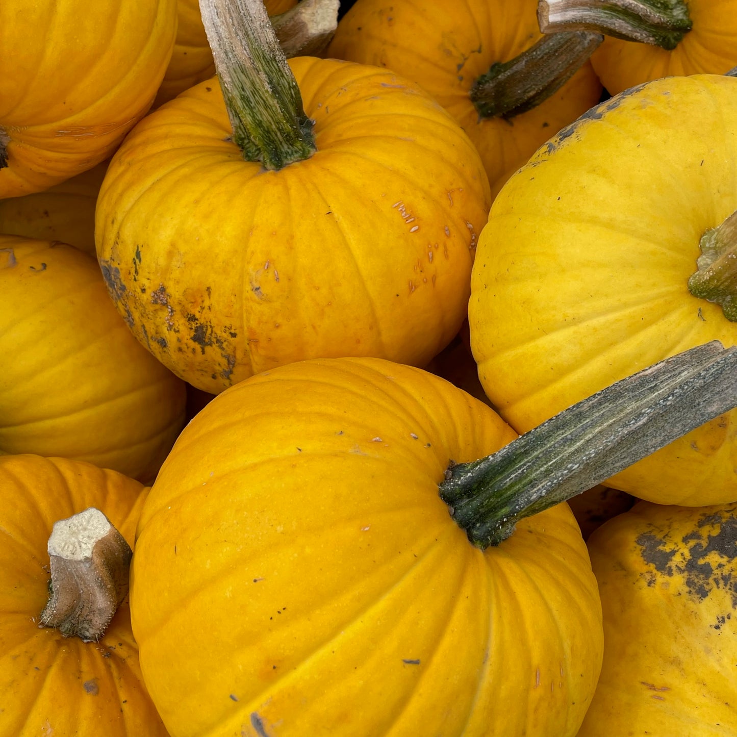 Yellow Pumpkin Small