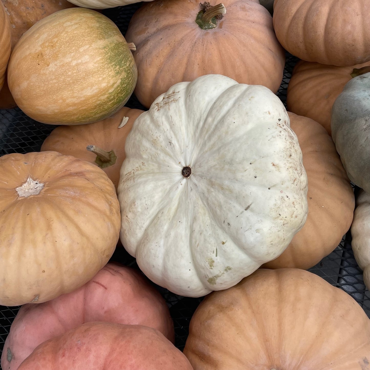 Specialty Pumpkins