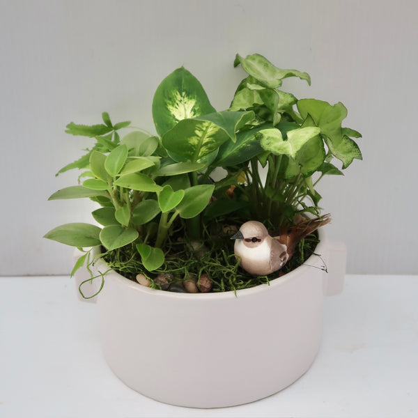 Sparrow Dishgarden
