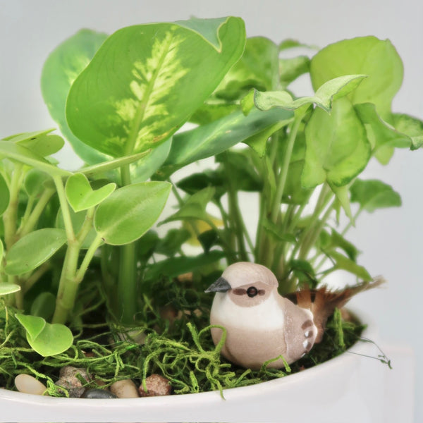 Sparrow Dishgarden
