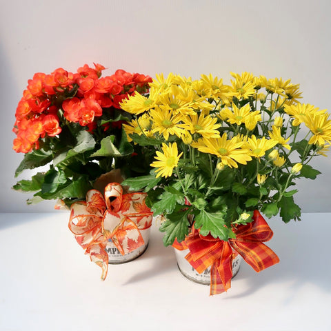 Fall Flowering 6"