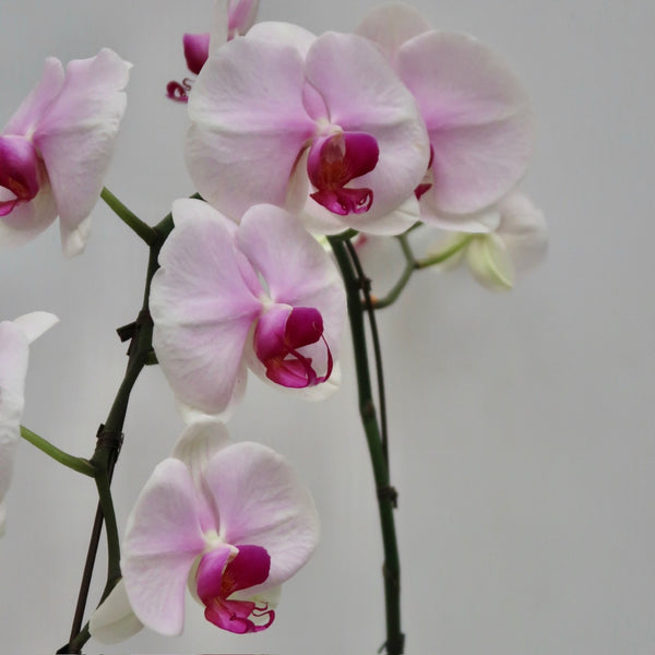 Thinking Of You Orchid