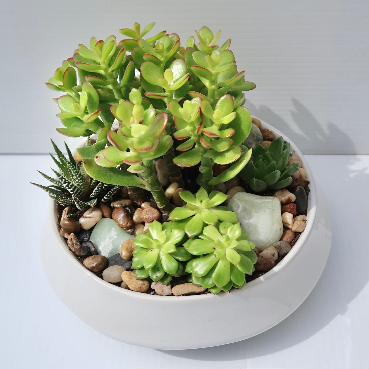 Modern Succulent Dish