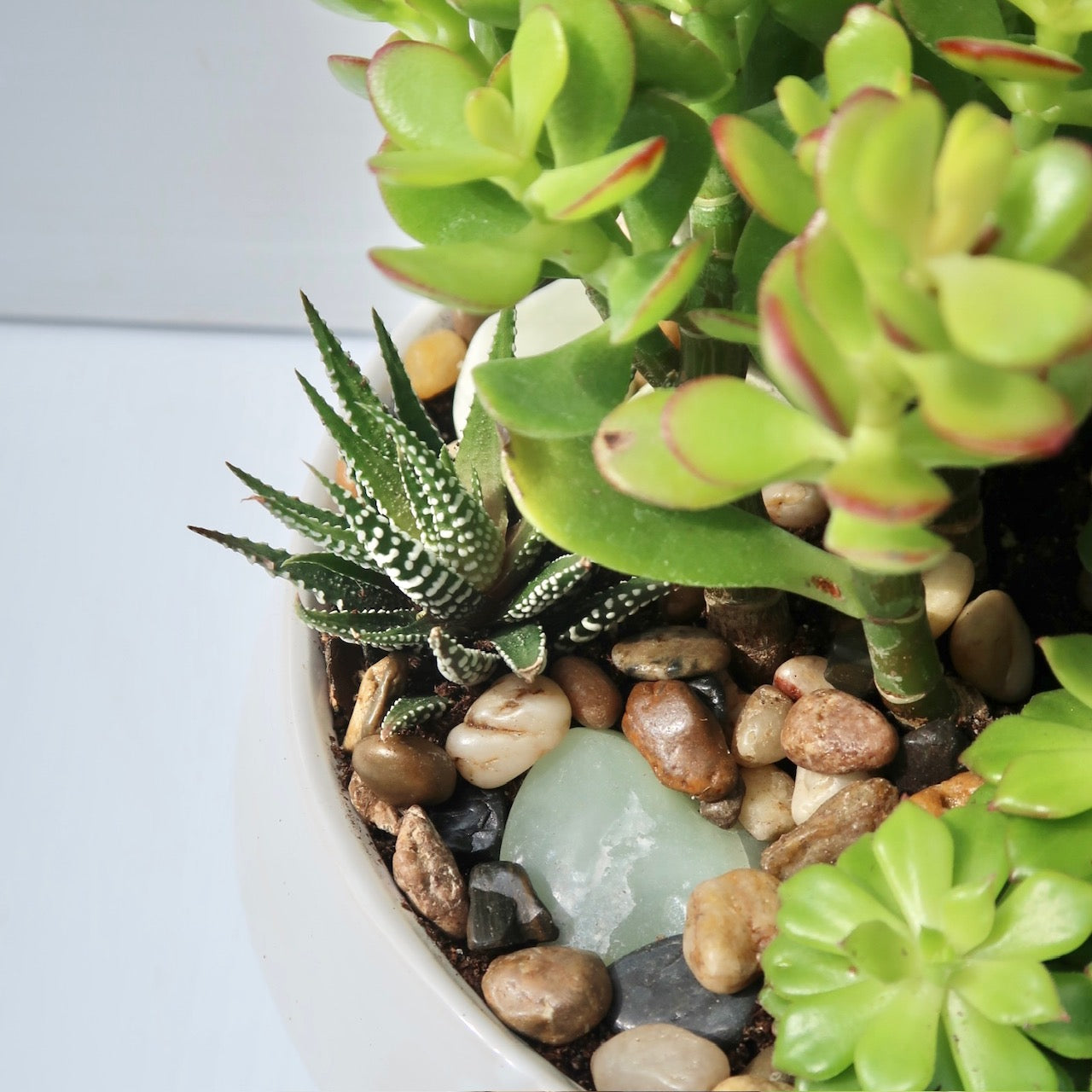 Modern Succulent Dish