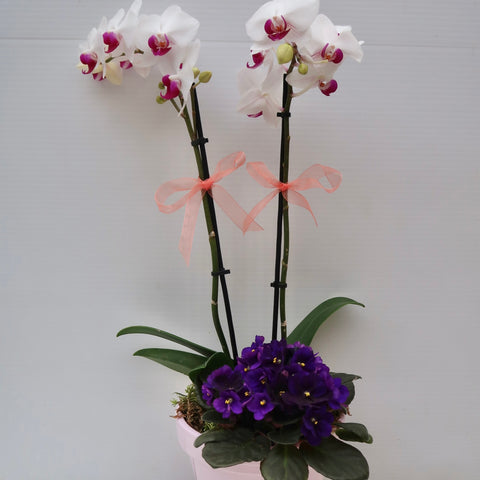 Orchid + Violet
