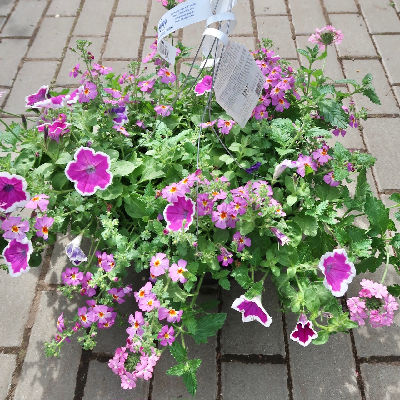 PW Hanging Basket