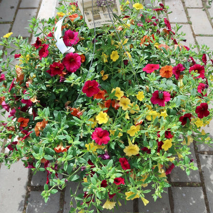 PW Hanging Basket