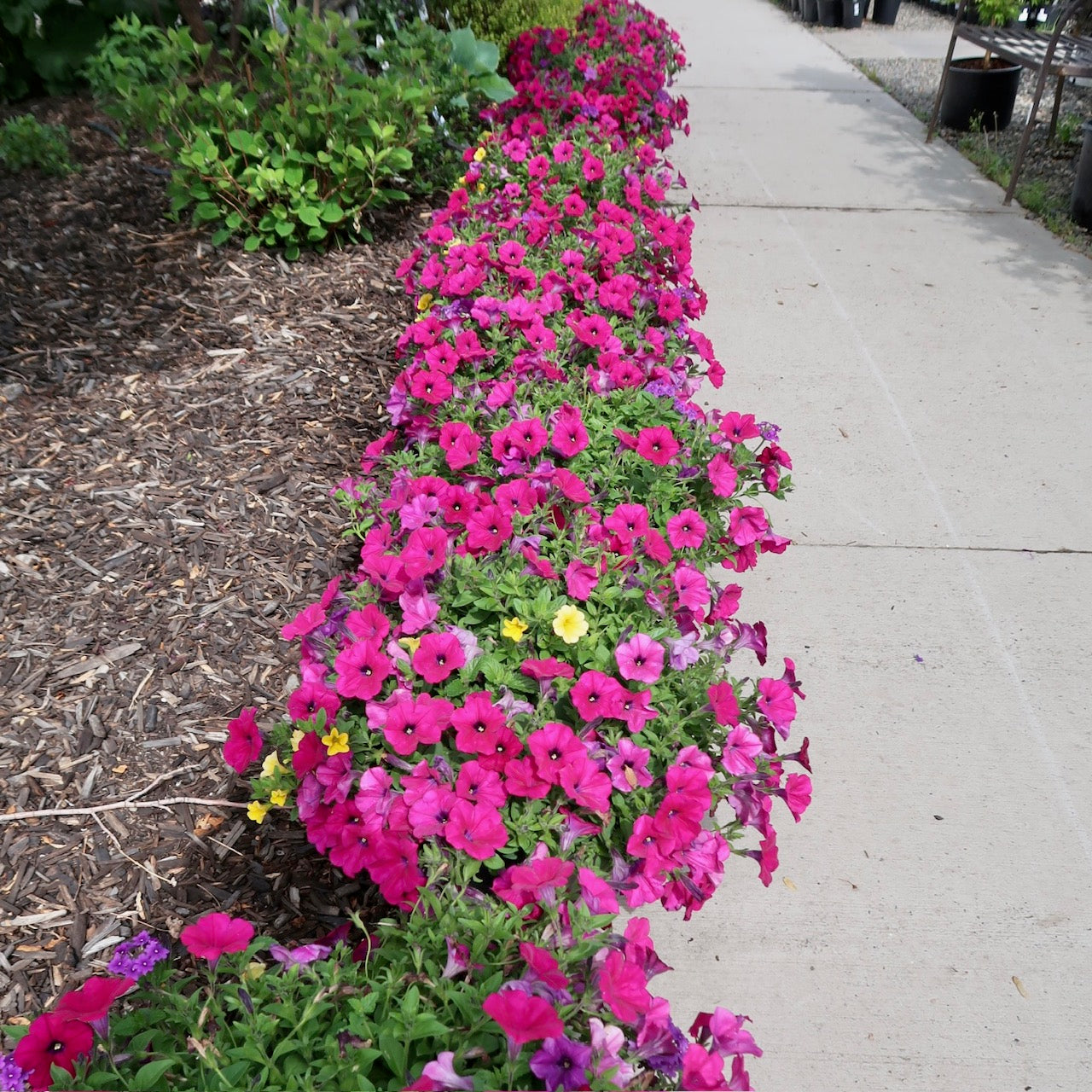 Planter of the week