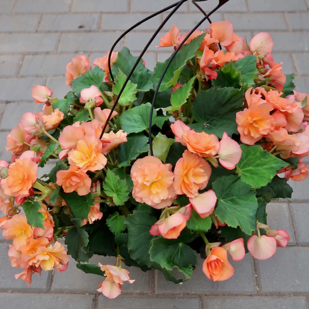 Begonia Hanging Basket