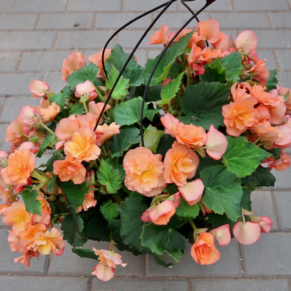 Begonia Hanging Basket