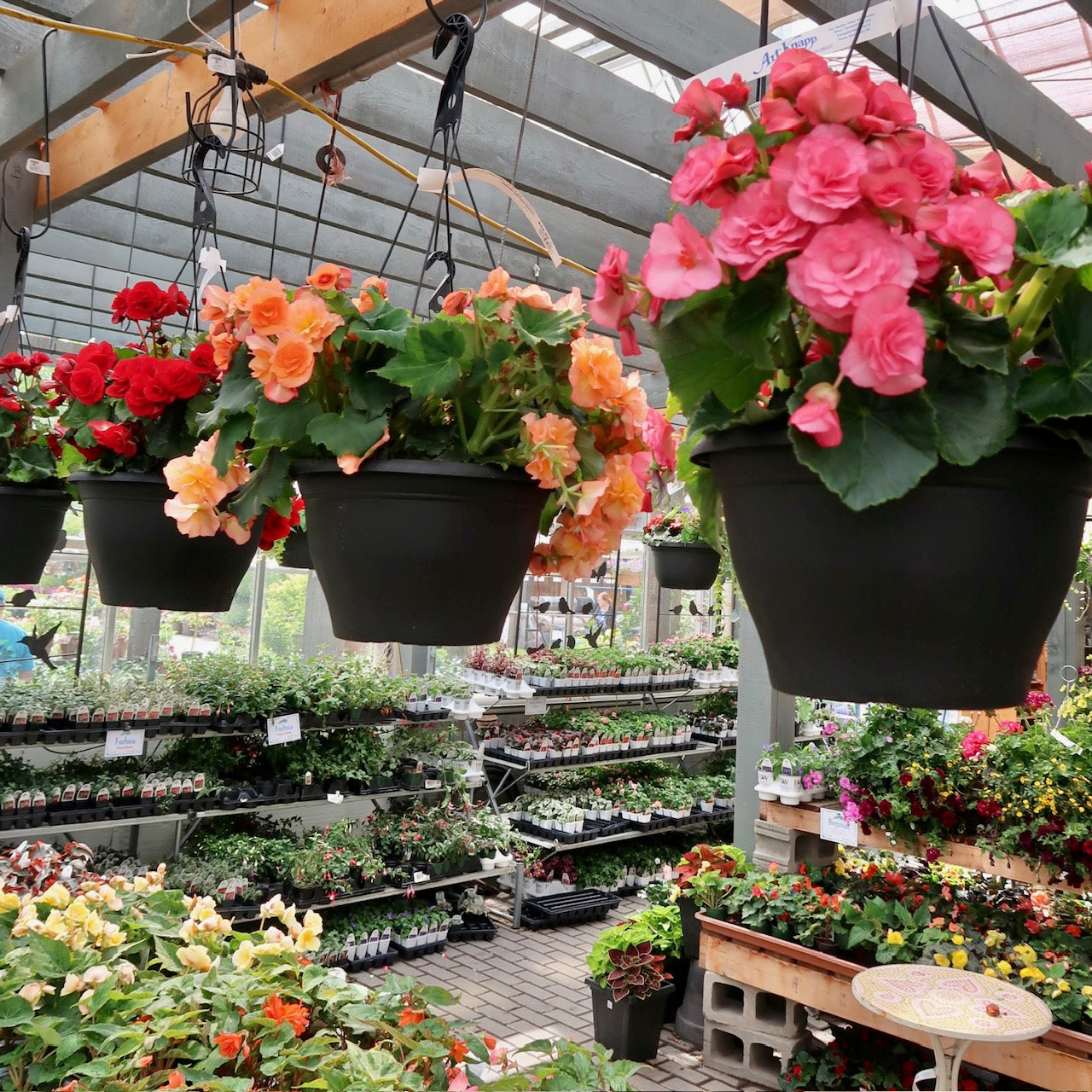 Begonia Hanging Basket