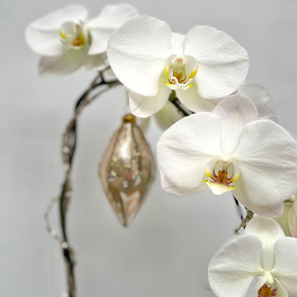 Champagne Orchid