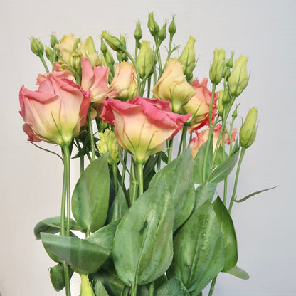 Lizianthus Bunch