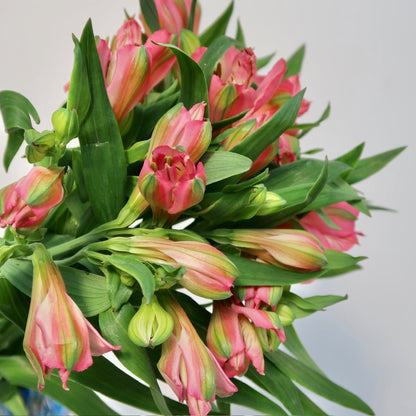 Alstroemeria Bunches