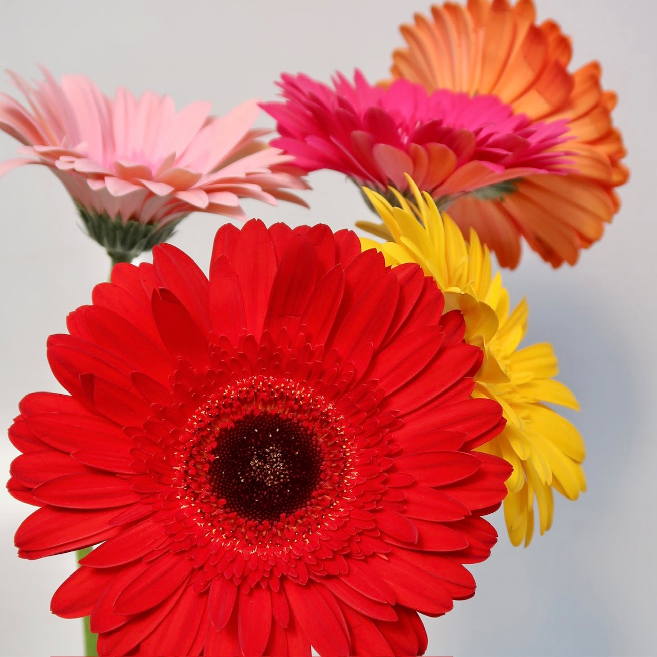 Gerbera Daisy Stems