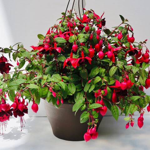 Fuchsia HB-Shade