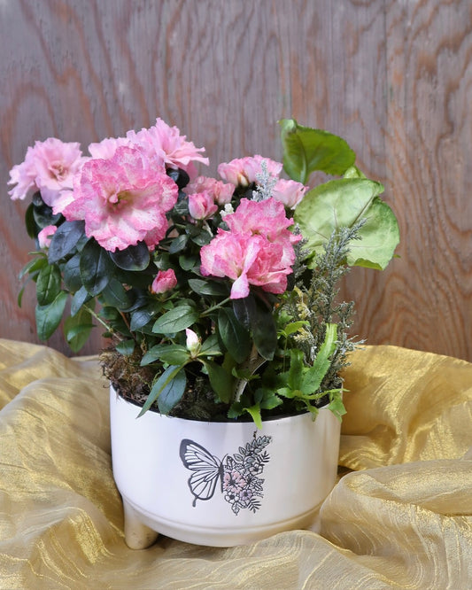 Butterfly Pot Dishgarden