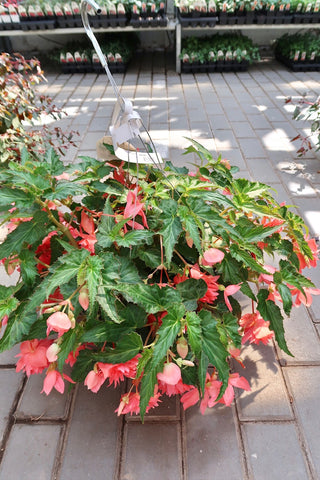 Begonia shade HB