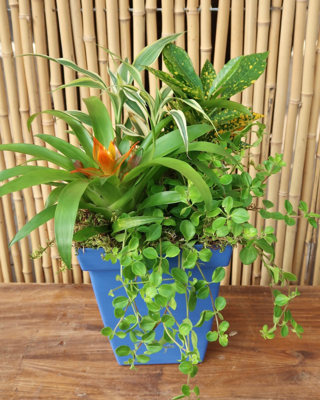 Tropical Dishgarden