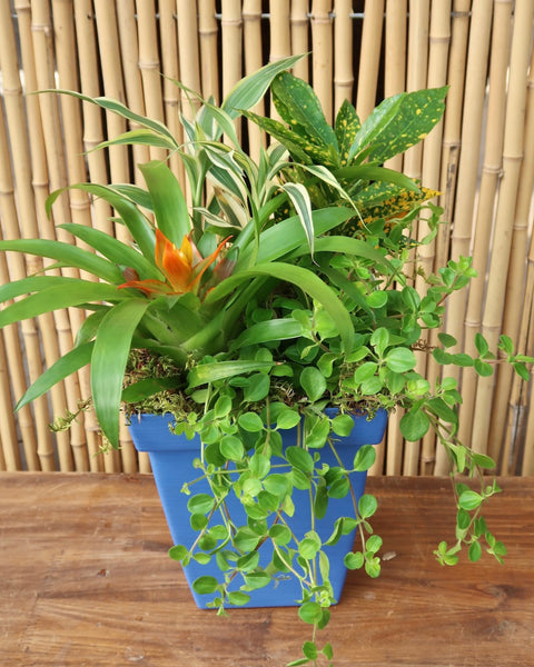 Tropical Dishgarden