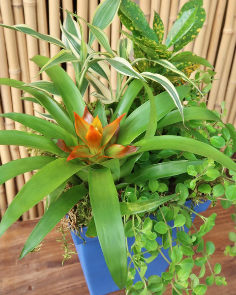 Tropical Dishgarden