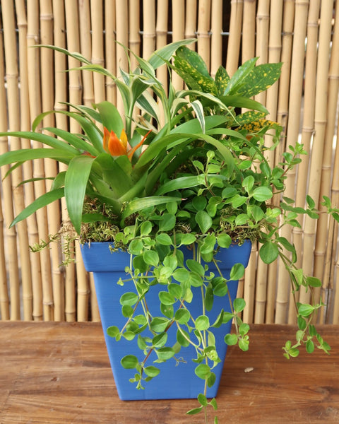 Tropical Dishgarden