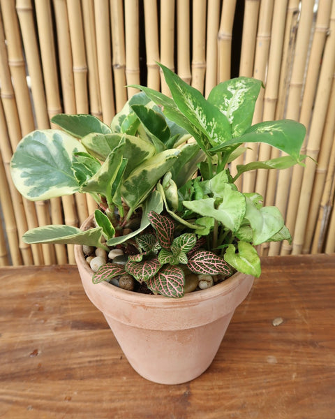 Desktop Garden