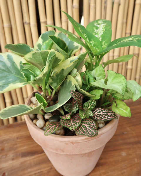 Desktop Garden