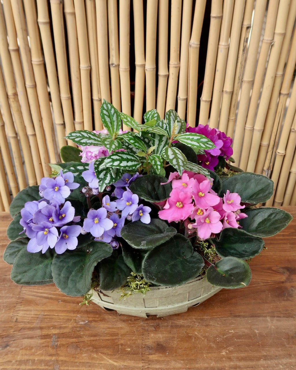 Violet Container