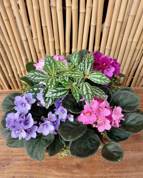 Violet Container
