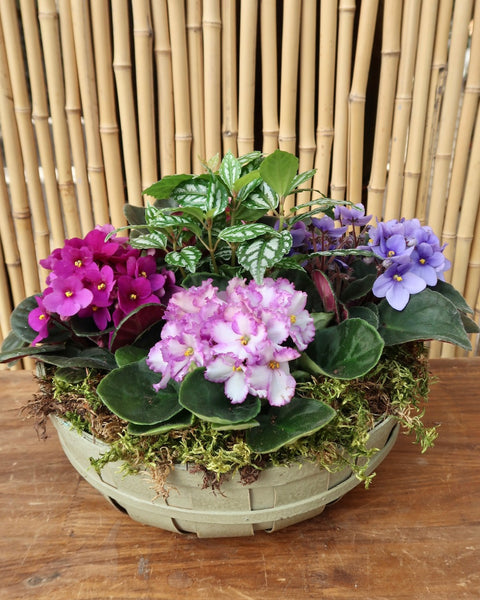 Violet Container