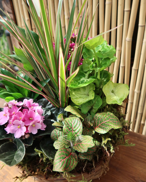 Classic Dishgarden