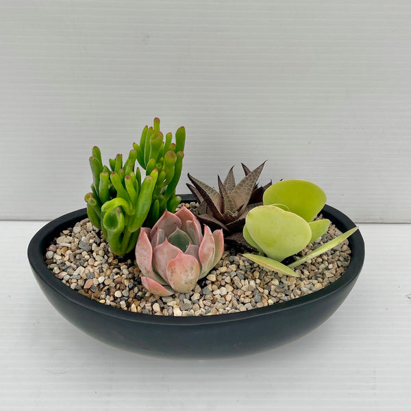 Modern Succulent Garden