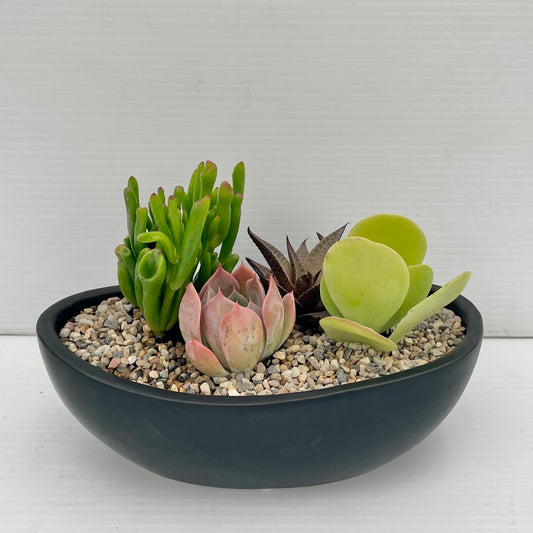 Modern Succulent Garden