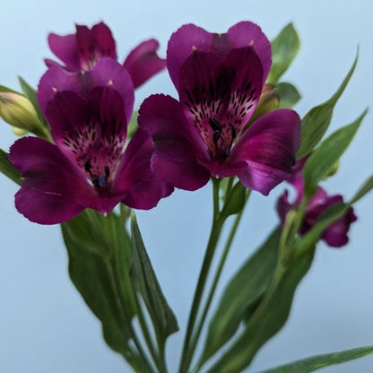 Alstroemeria Bunches