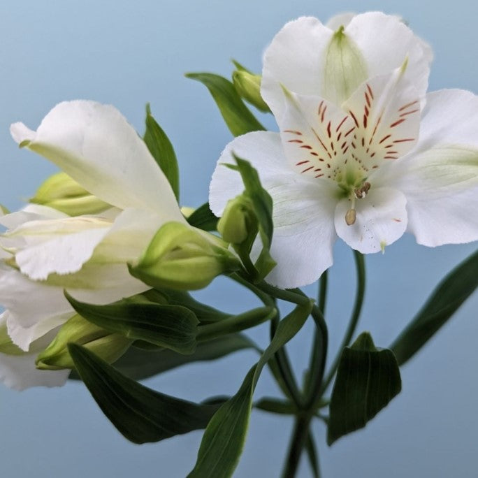 Alstroemeria Bunches