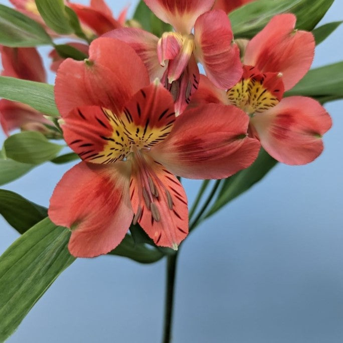 Alstroemeria Bunches