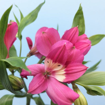 Alstroemeria Bunches