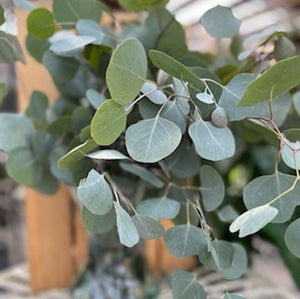 Eucalyptus Silver Dollar Bunches