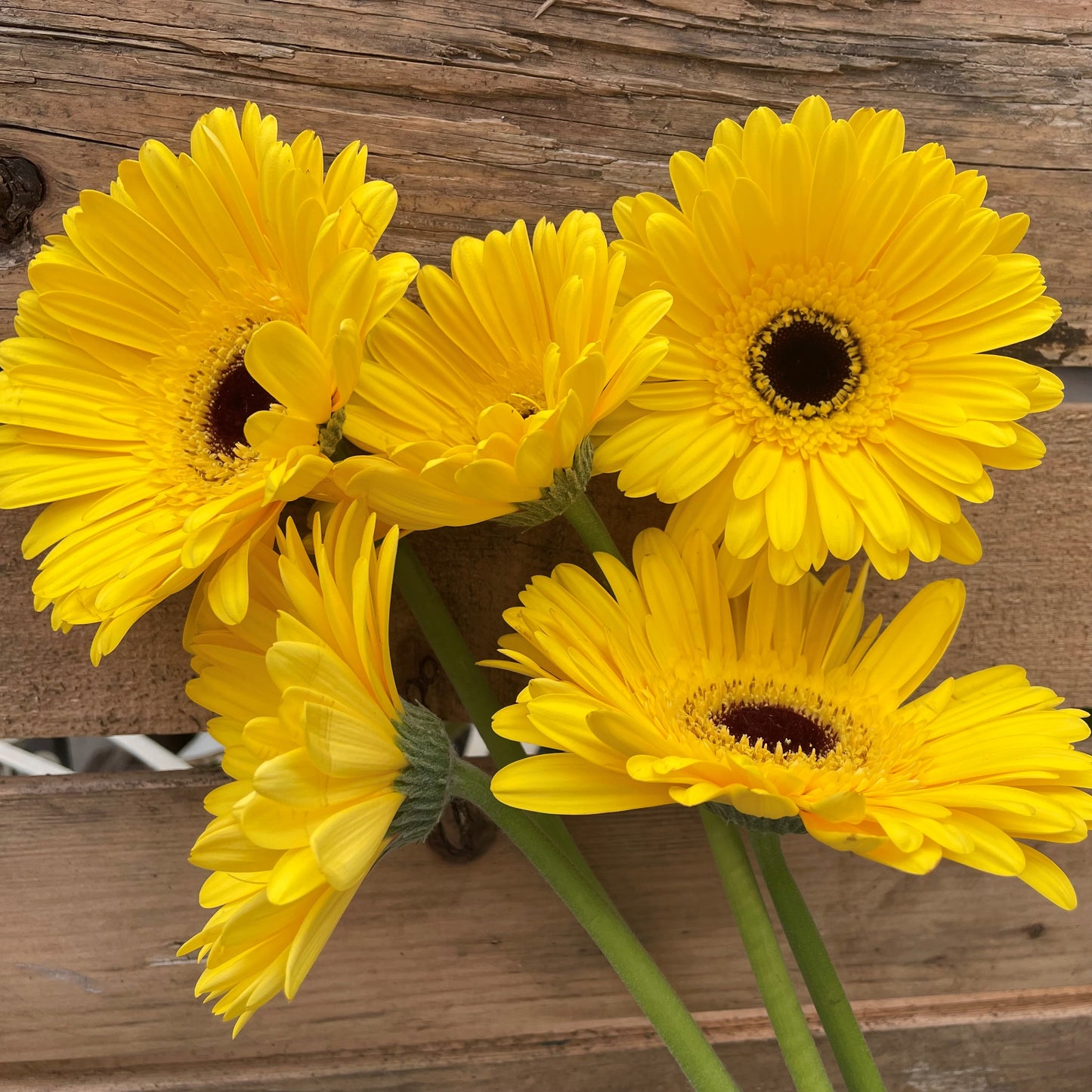 Gerbera Daisy Stems