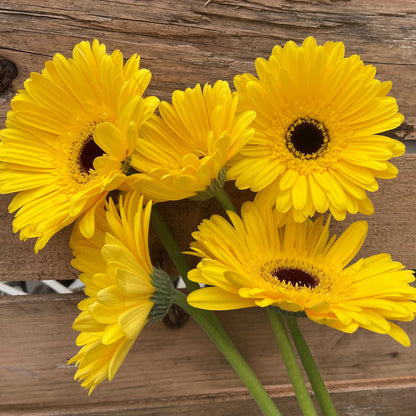 Gerbera Daisy Stems