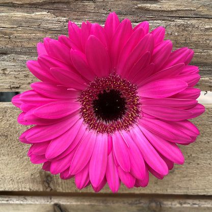 Gerbera Daisy Stems