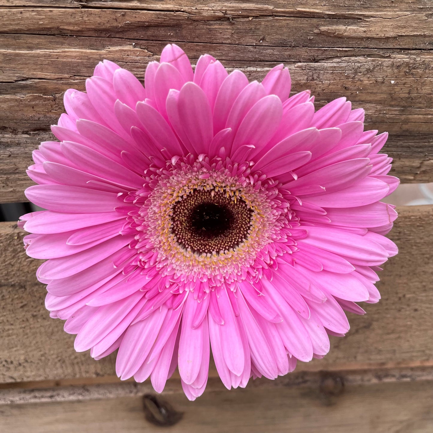 Gerbera Daisy Stems