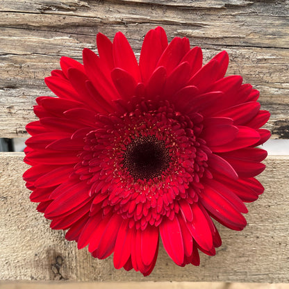 Gerbera Daisy Stems