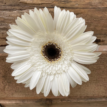 Gerbera Daisy Stems