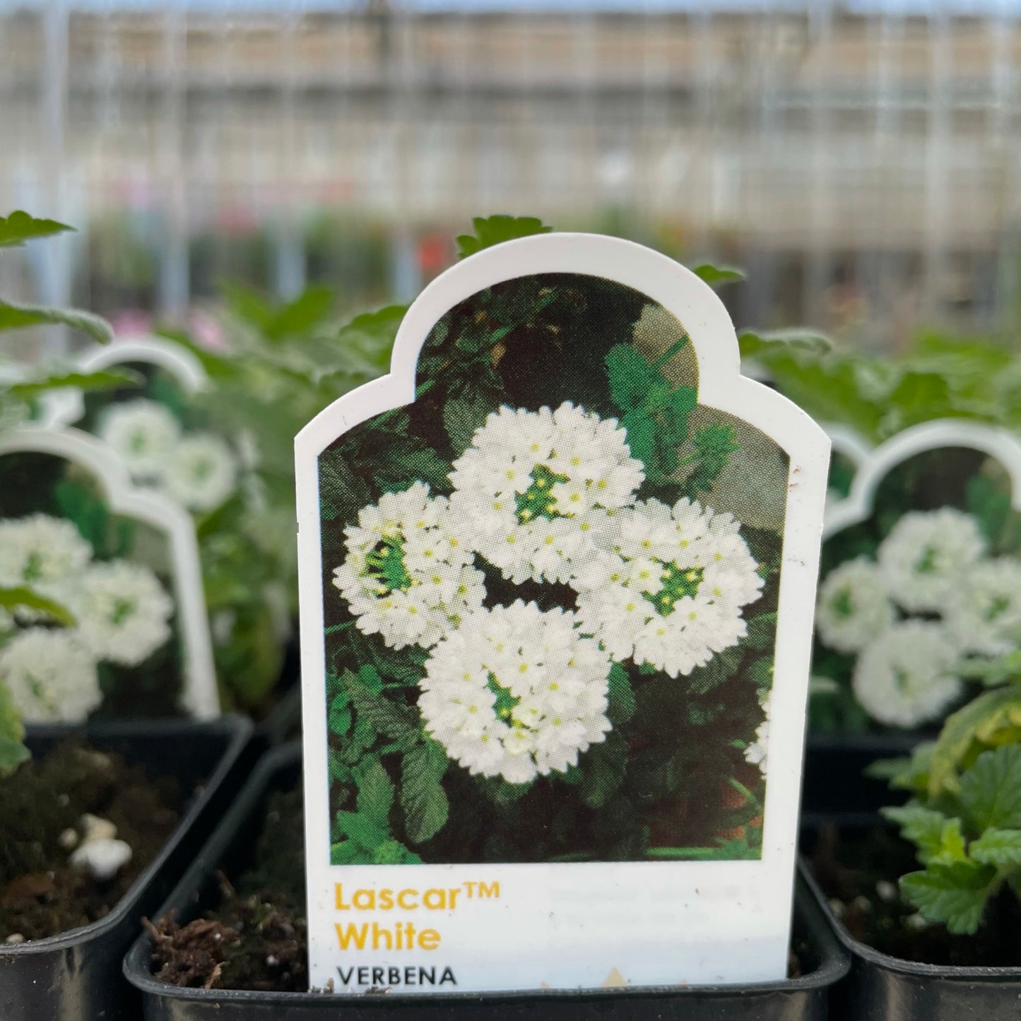 Verbena 'Lascar White'