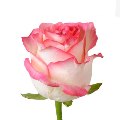 BC Grown Premium Rose Stems